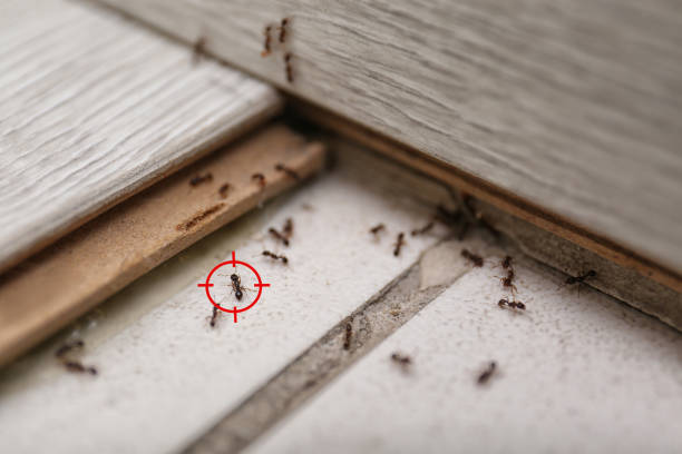Port Carbon, PA Pest Control Company