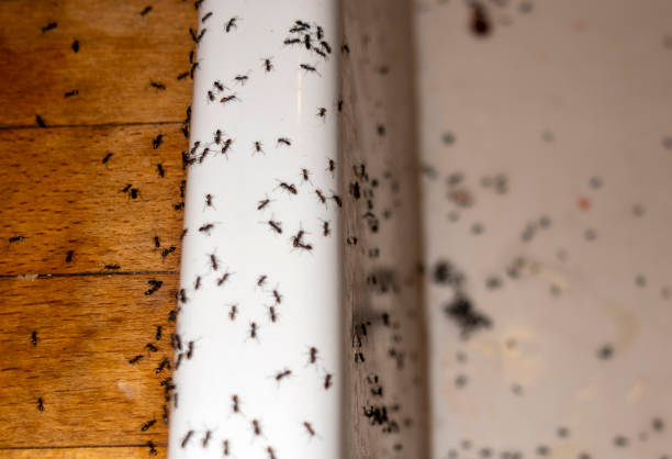 Best Pest Removal Services  in Port Carbon, PA